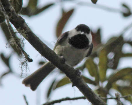 Image of Carolina Chickadee