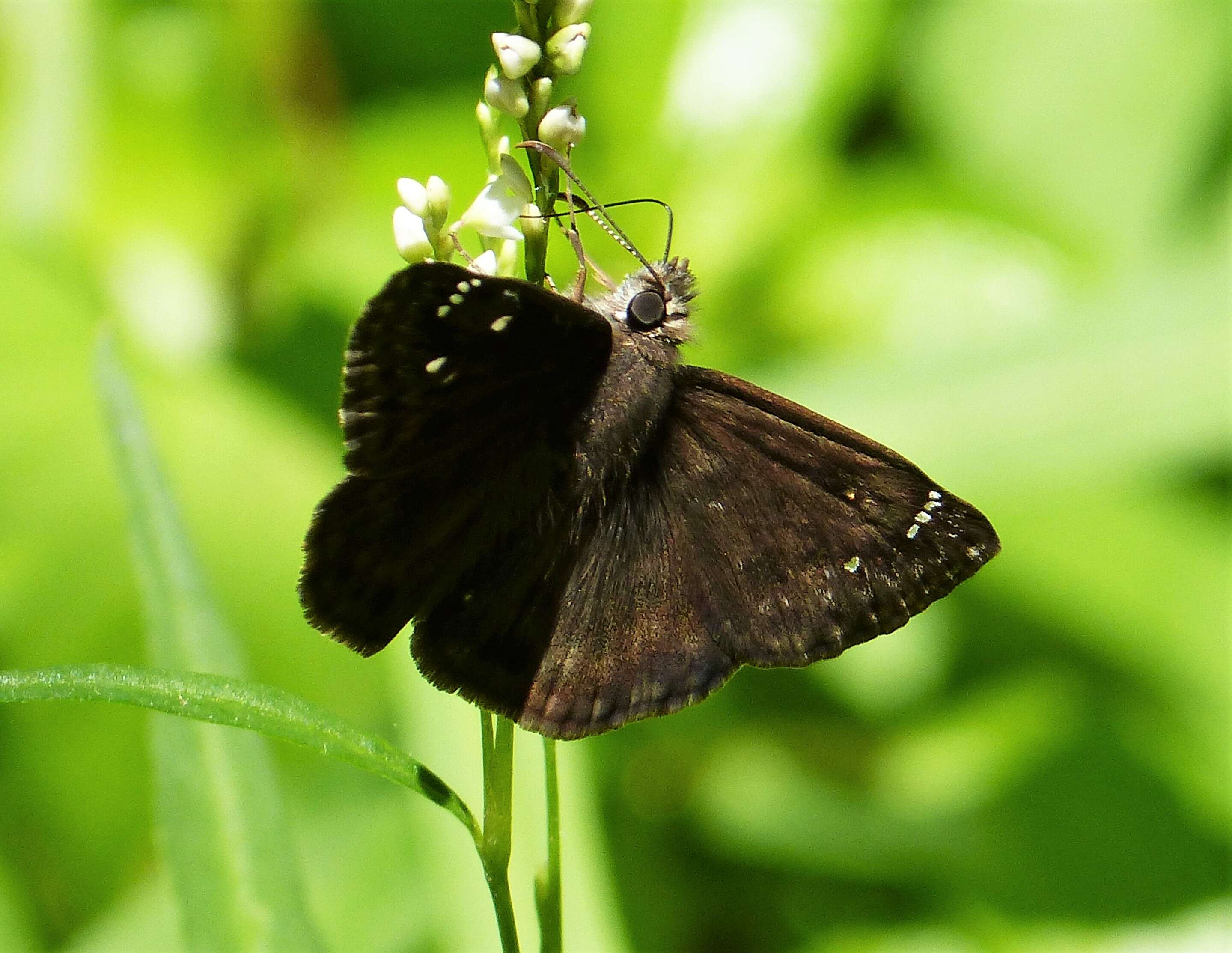 Image of Skipper