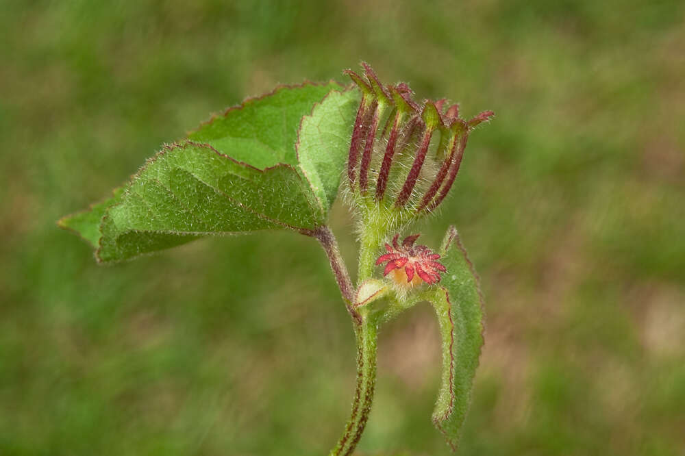 Hibiscus costatus A. Rich.的圖片