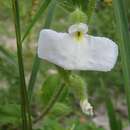 Слика од Pombalia calceolaria (L.) Paula-Souza