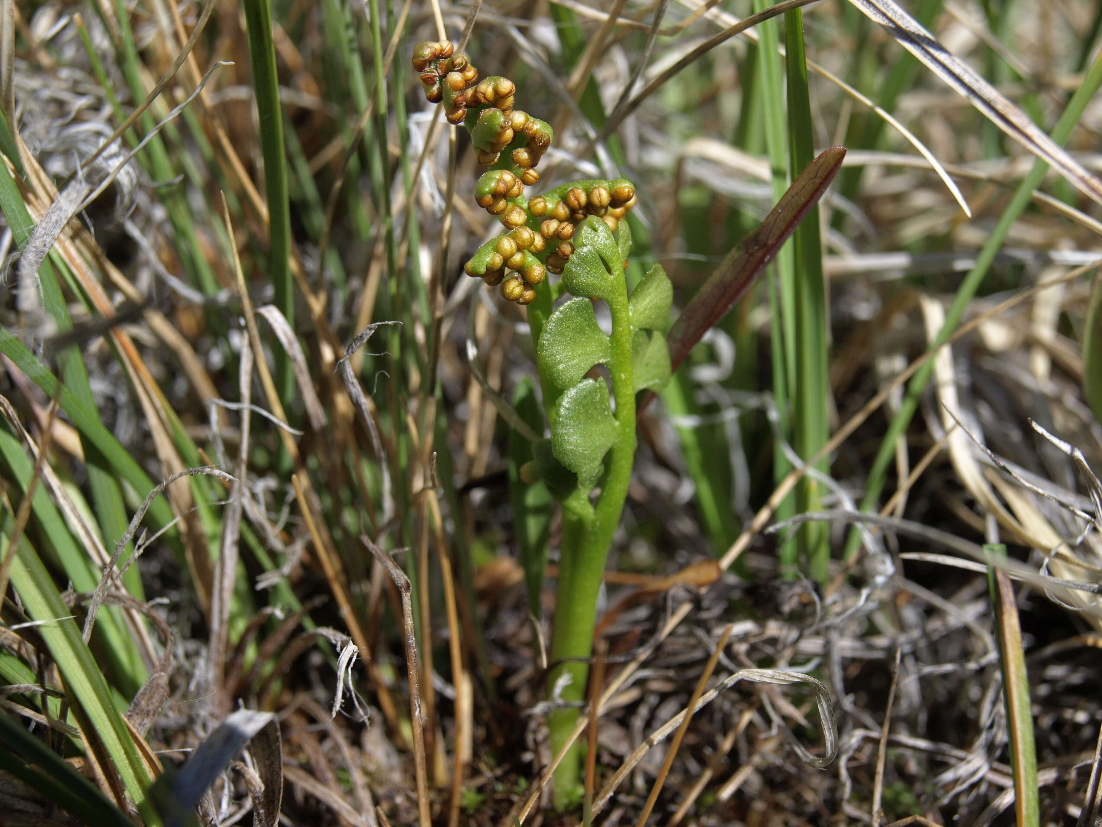 Image of grapefern