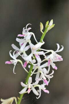 Image of hyacinth orchids