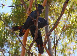 Image of Calyptorhynchus Desmarest 1826