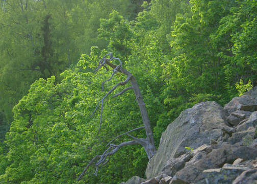 Image of Basswood