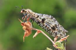 Image of Palpares libelluloides (Linnaeus 1764)