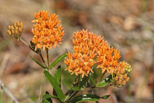 Image of milkweed