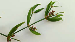 Image of Mistletoe