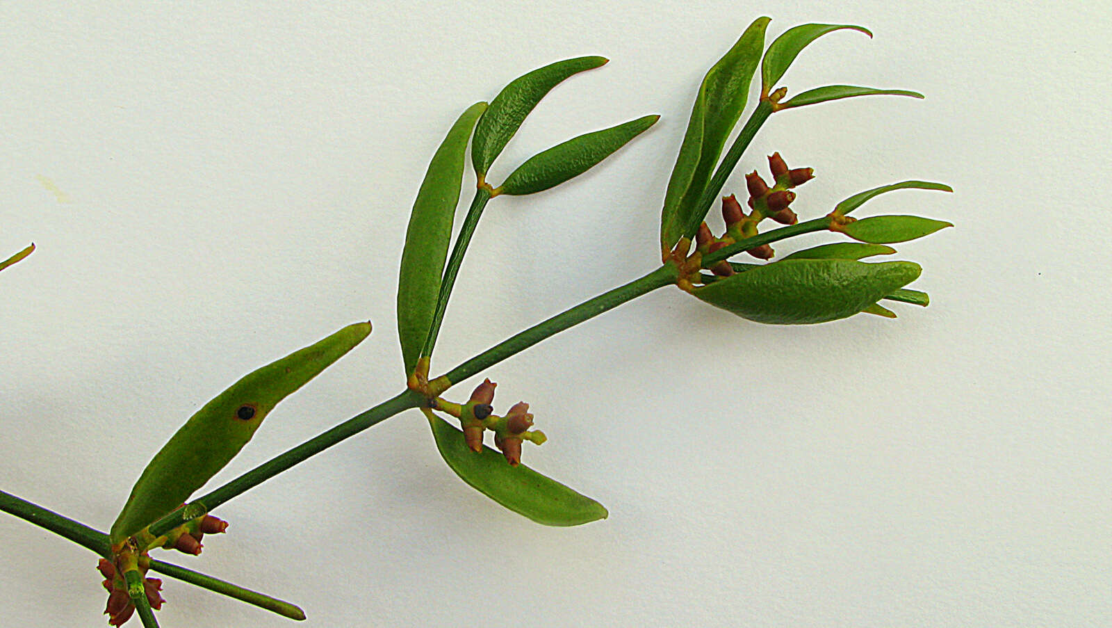 Image of Mistletoe