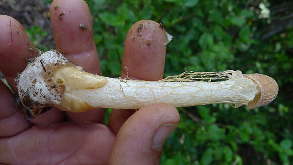 Image of Bridal veil stinkhorn