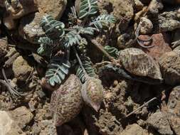 Imagem de Astragalus platytropis A. Gray