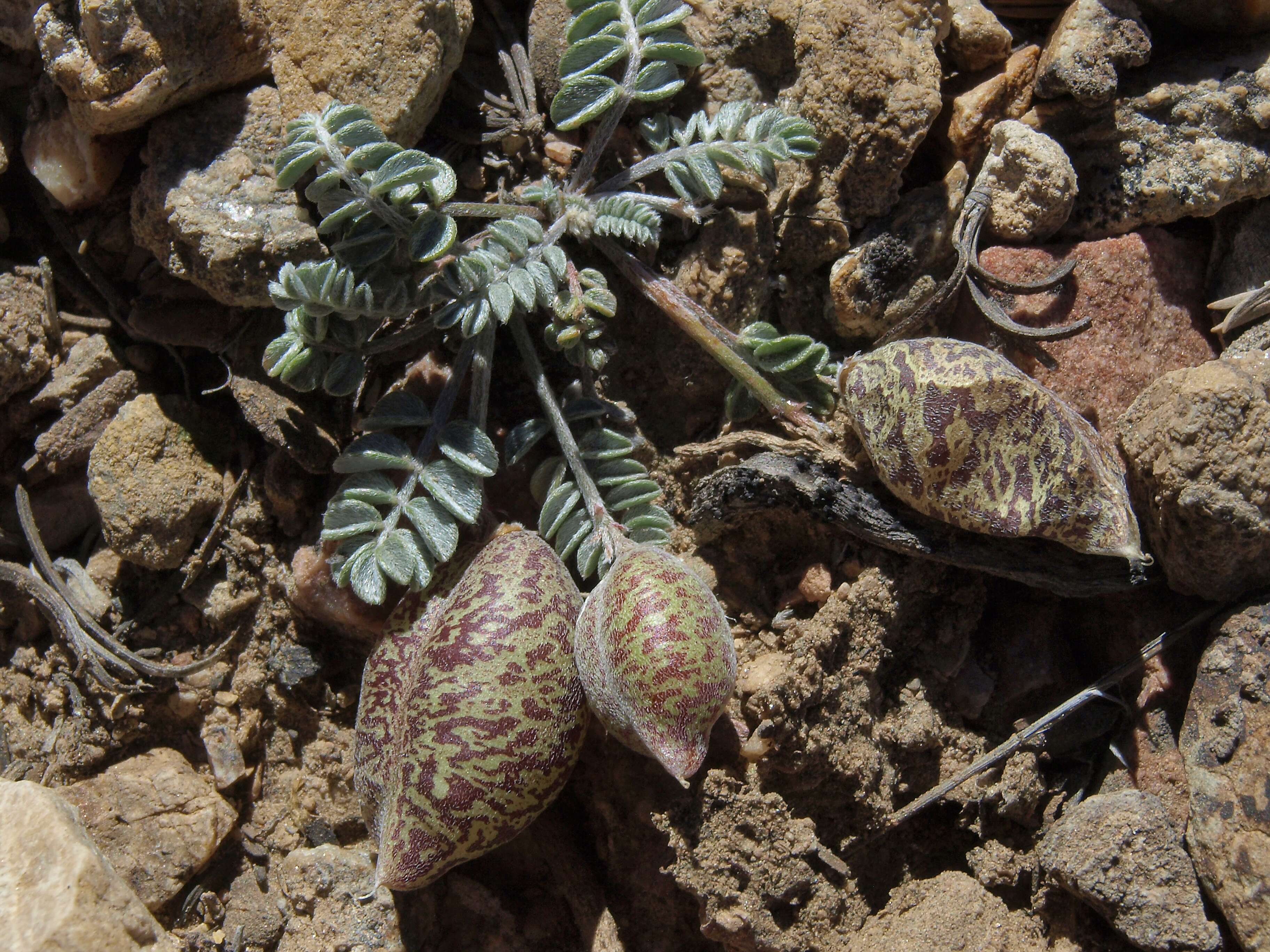 Imagem de Astragalus platytropis A. Gray