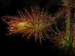 Image of Columnea segregata B. D. Morley