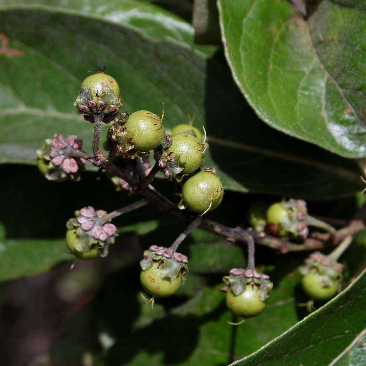 Image of Byrsonima pachyphylla A. Juss.