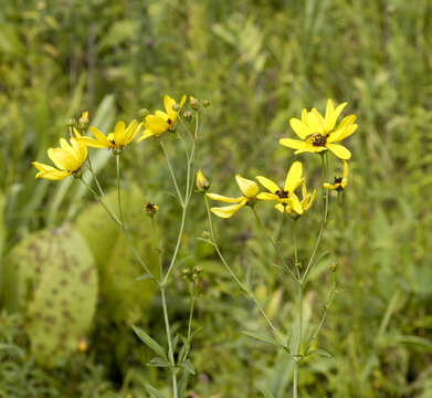 Image of tall tickseed