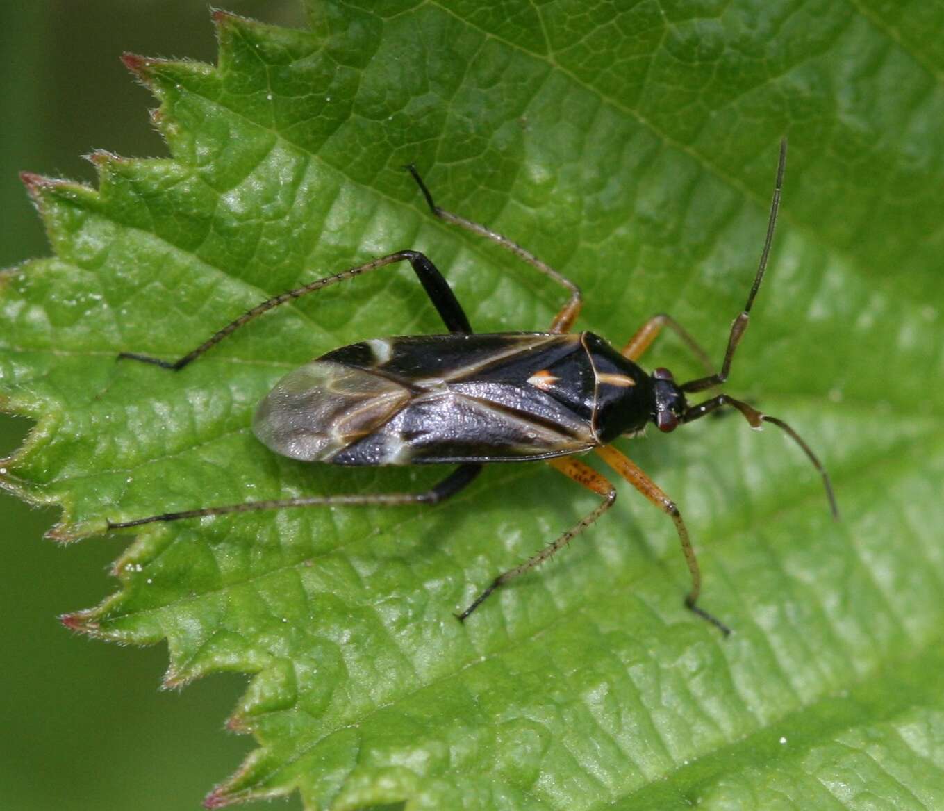 Image of Harpocera thoracica (Fallen 1807)