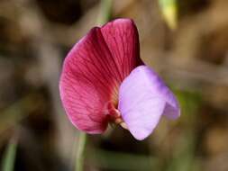 Lathyrus clymenum L. resmi