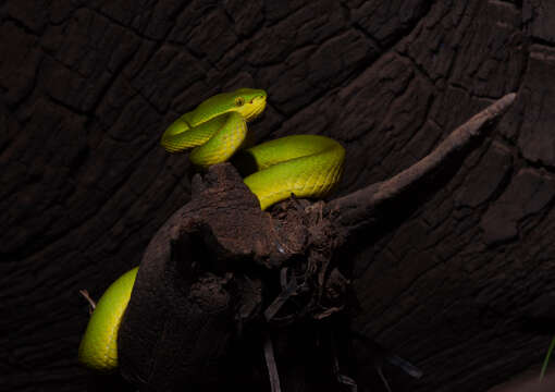 Image of White-lipped Tree Viper