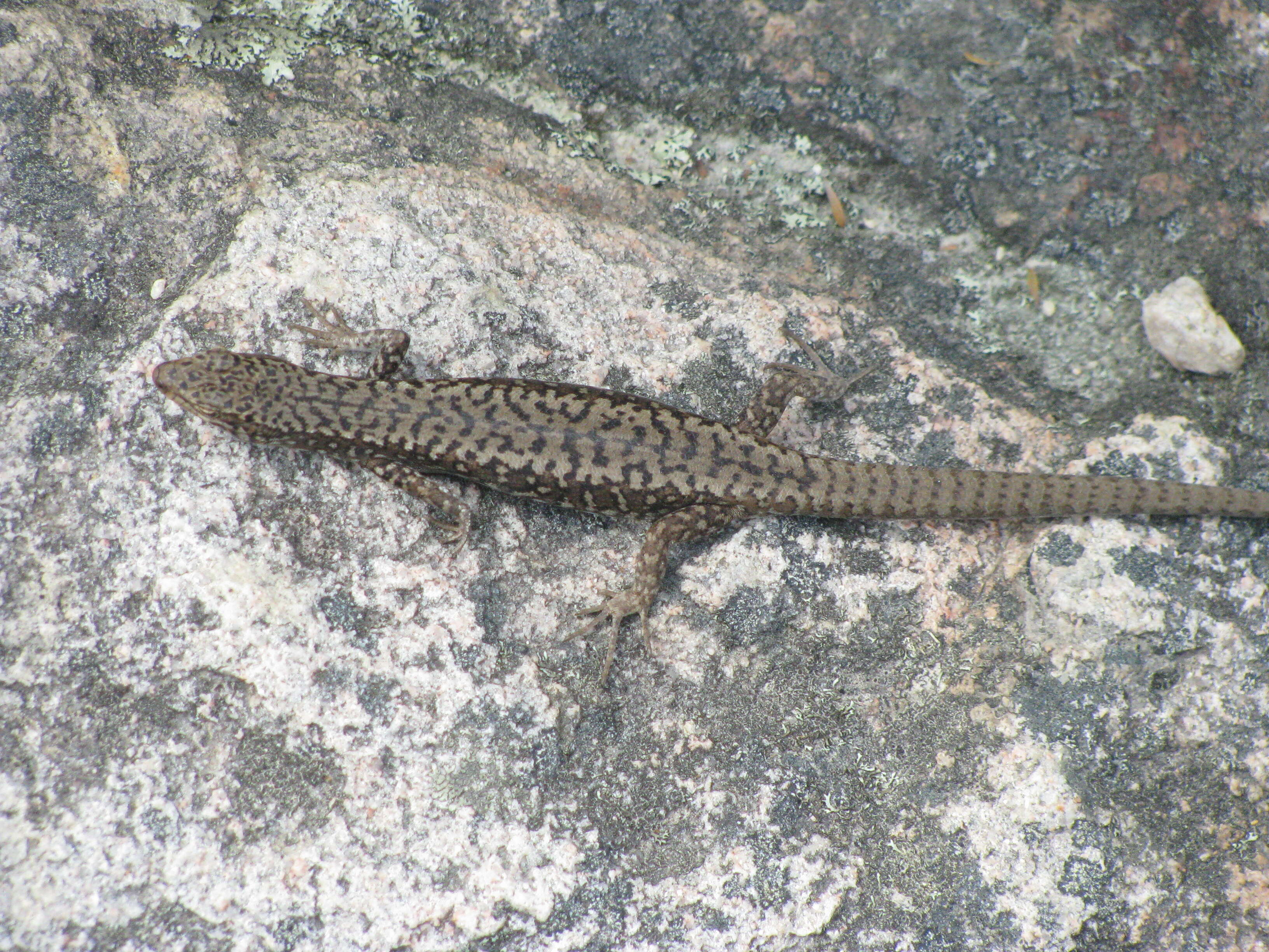 Image of Carinascincus Wells & Wellington 1985