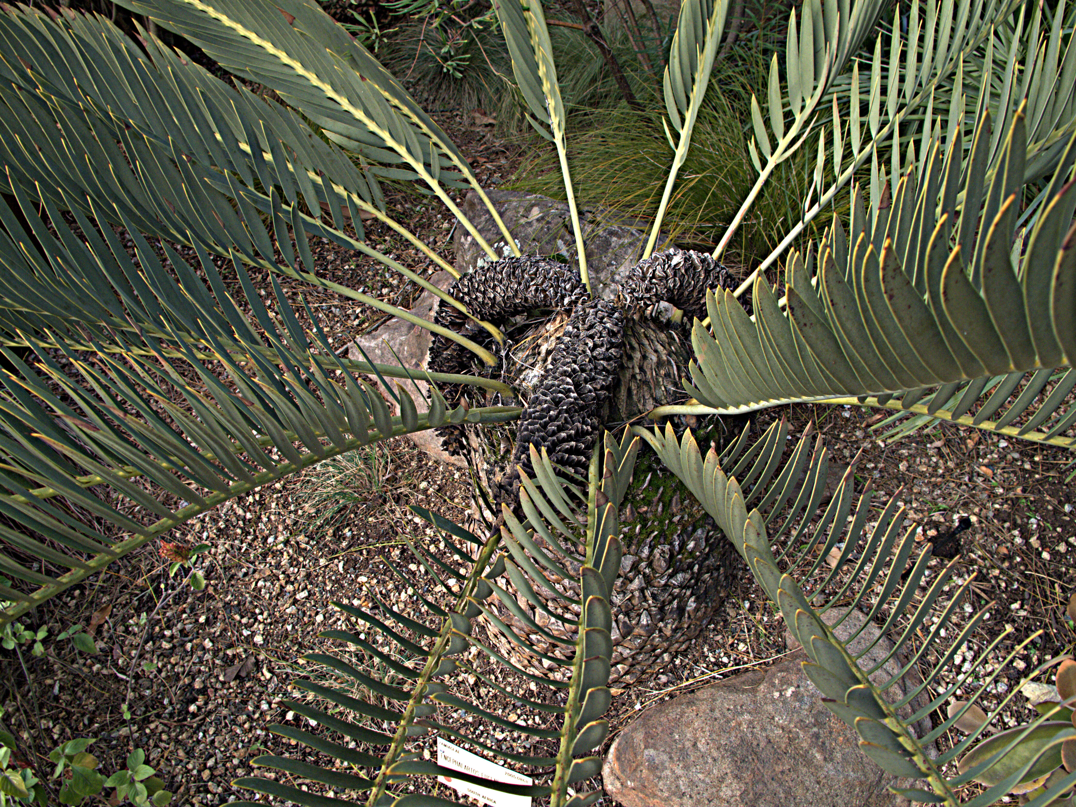 Image of bread tree