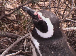 Image of Magellanic Penguin