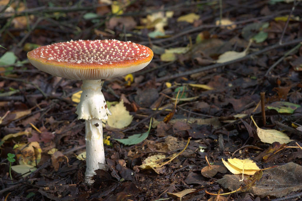 Image of Amanita