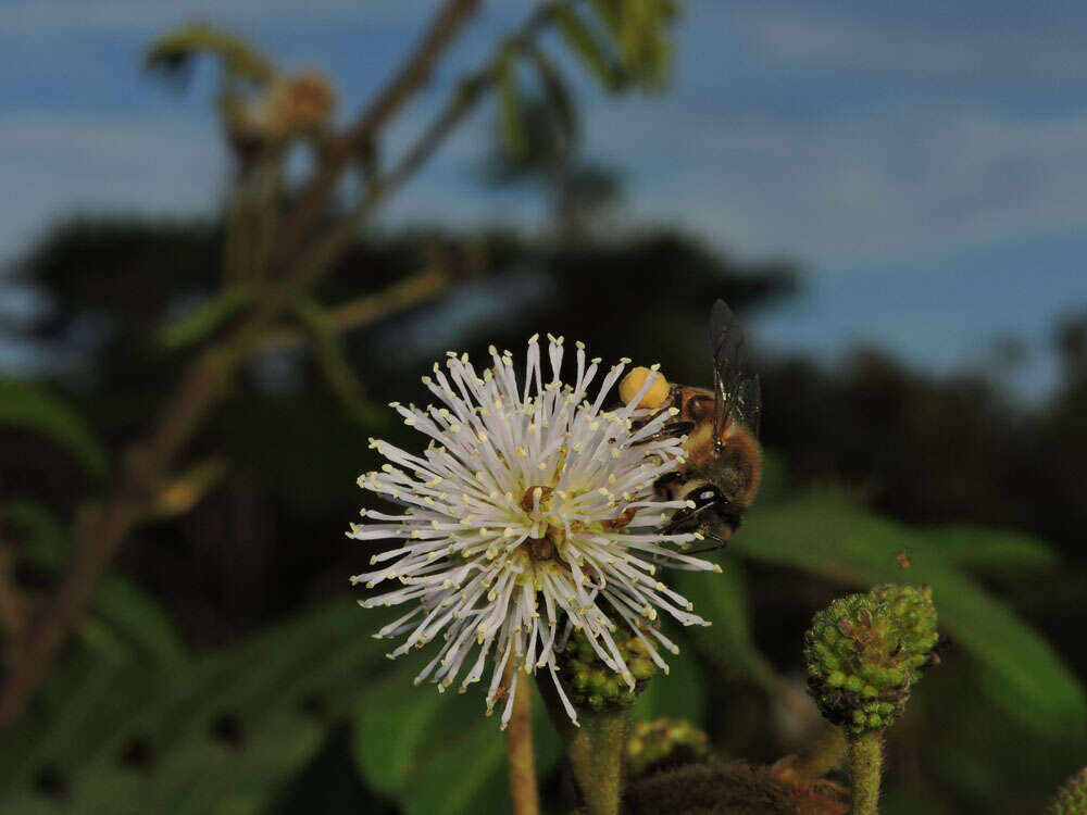 Image of sensitive plant