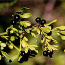 صورة Chrysojasminum fruticans (L.) Banfi