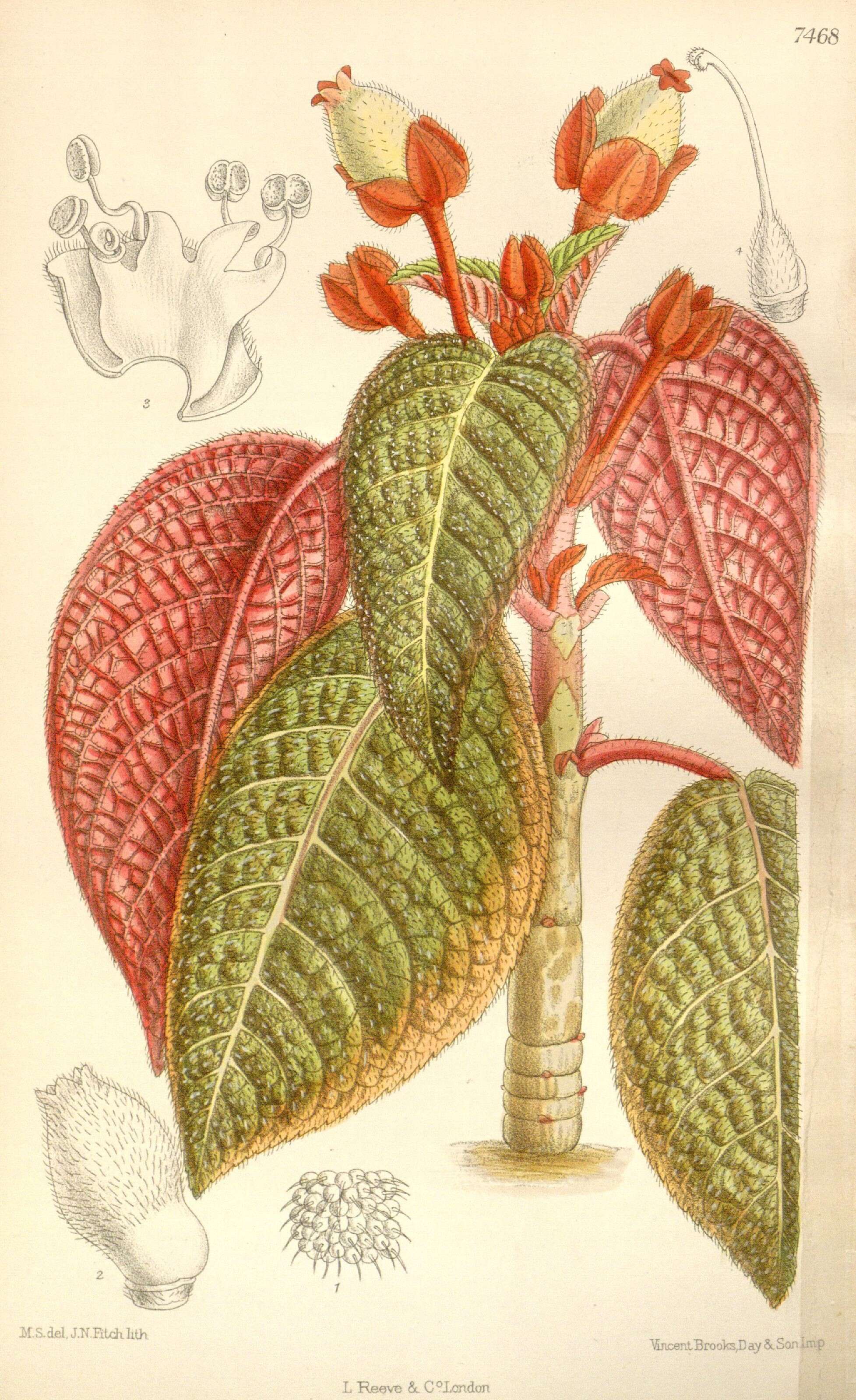 Image of Corytoplectus