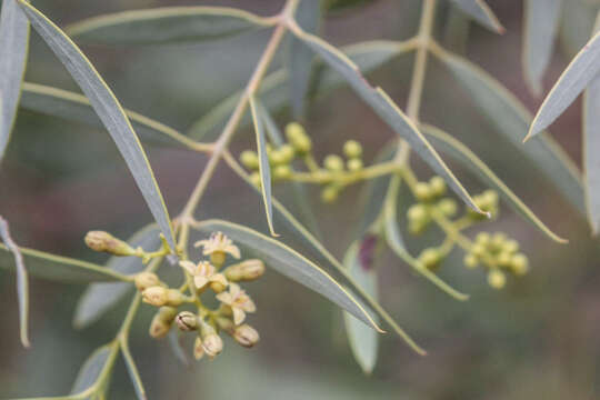 Image of Santalum lanceolatum R. Br.