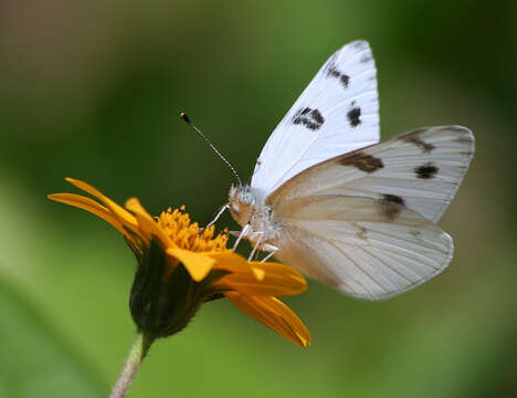 Image of Checkered White