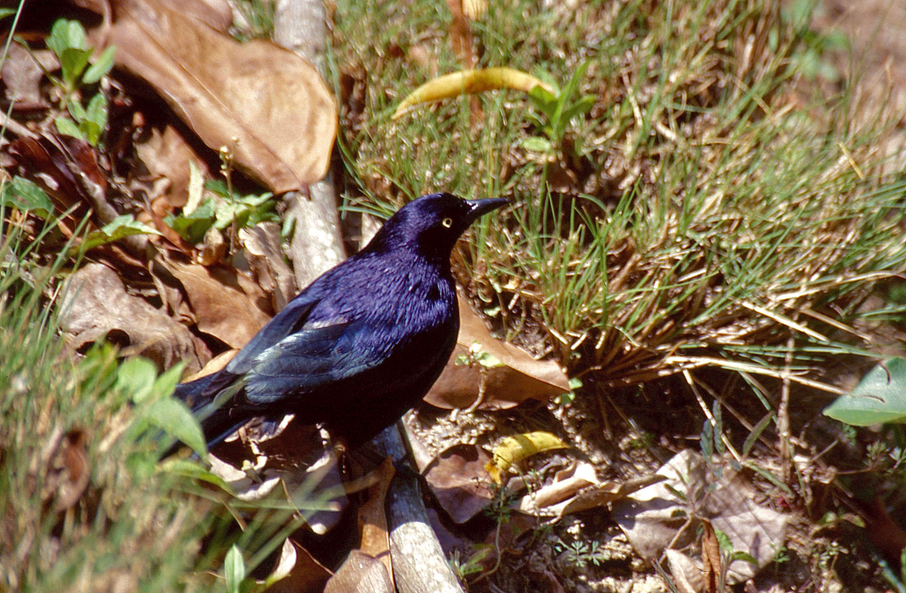 Image de Quiscale merle