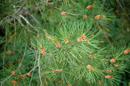 Image of Bunge's pine