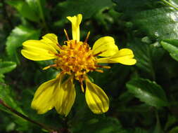 صورة Bidens hawaiensis A. Gray