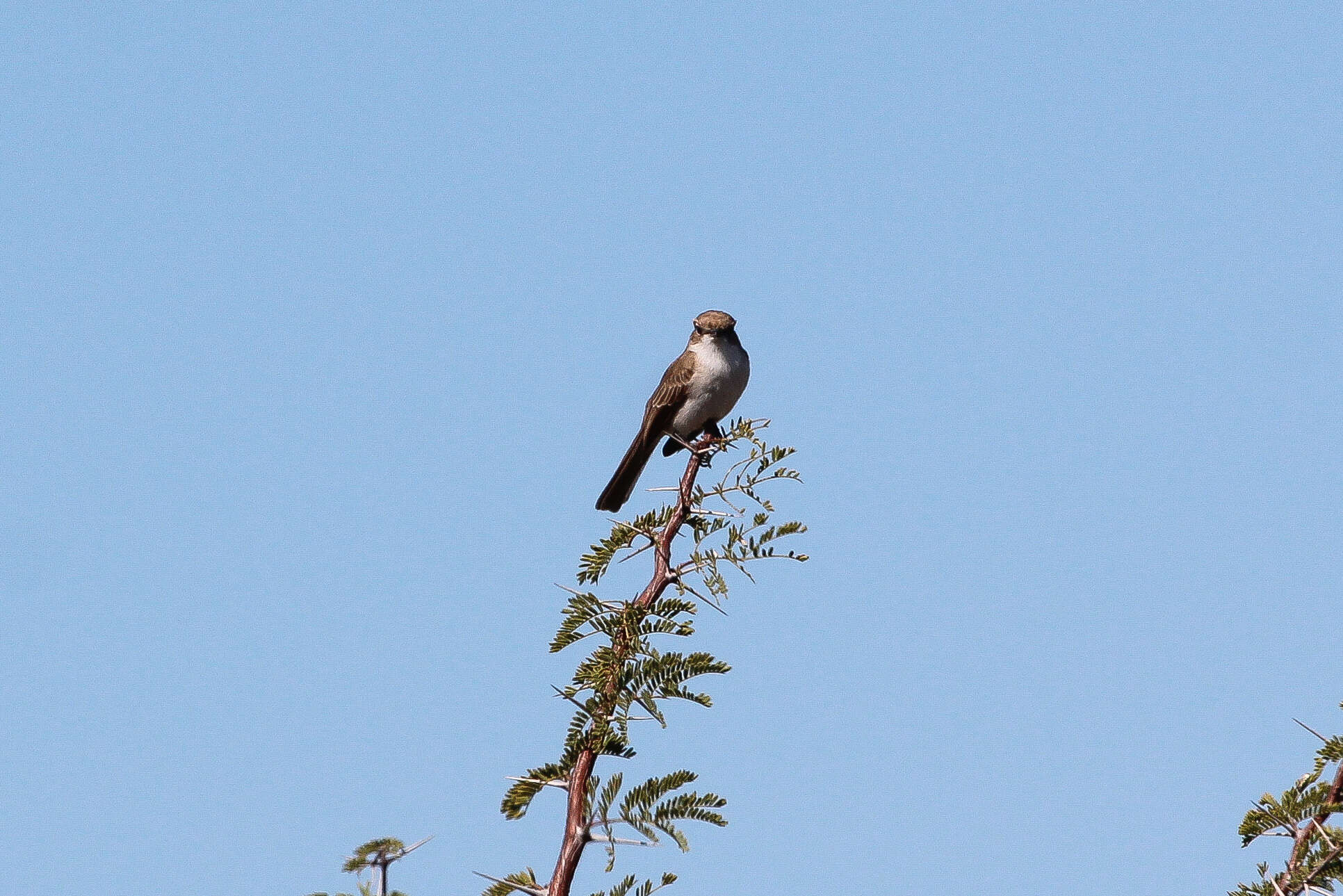 Image of Melaenornis Gray & GR 1840