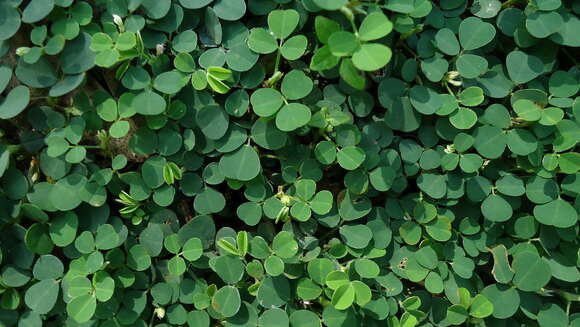 Image of Three-Flower Tick-Trefoil