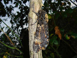 Imagem de Acherontia atropos (Linnaeus 1758)