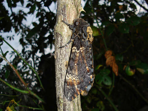 Image of African death head's hawkmoth