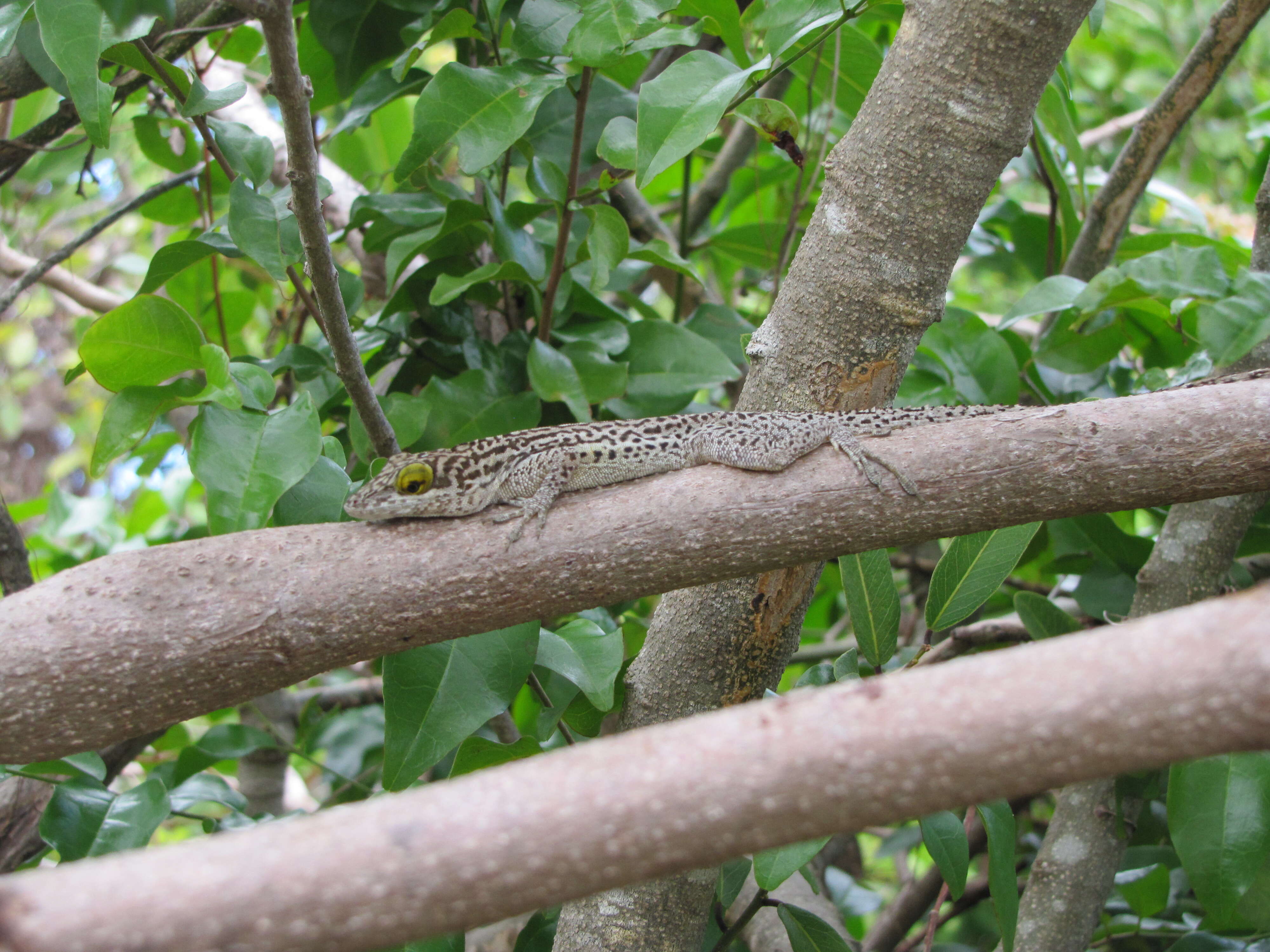 Image of Leach's Anole