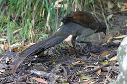 Image of lyrebirds