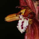 Imagem de Corallorhiza maculata var. maculata