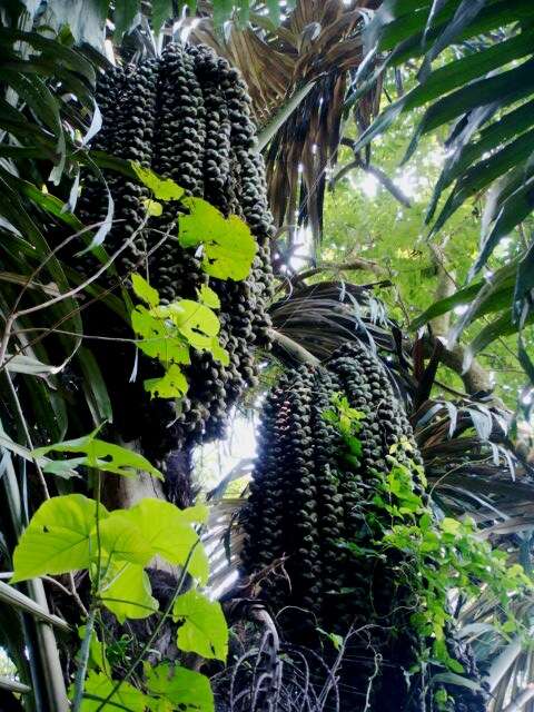 Image of arenga palm