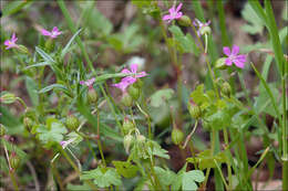 Image of shining geranium