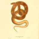 Image of Lampropeltis calligaster rhombomaculata (Holbrook 1840)