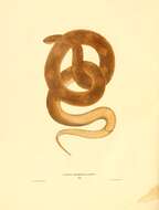 Image of Lampropeltis calligaster rhombomaculata (Holbrook 1840)