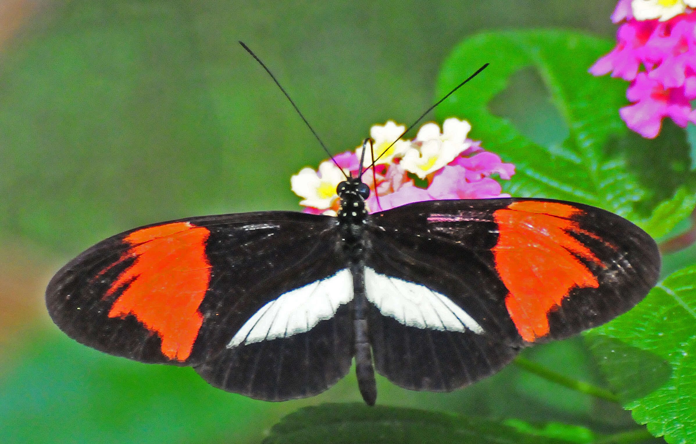 Image of Heliconius melpomene Linnaeus 1758