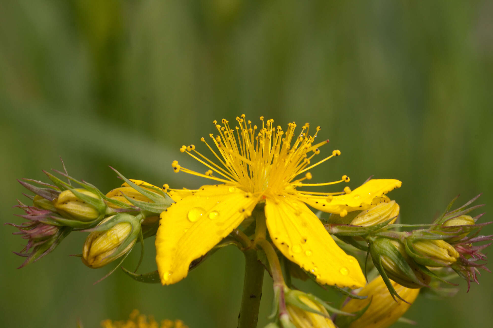 Image of St John's wort