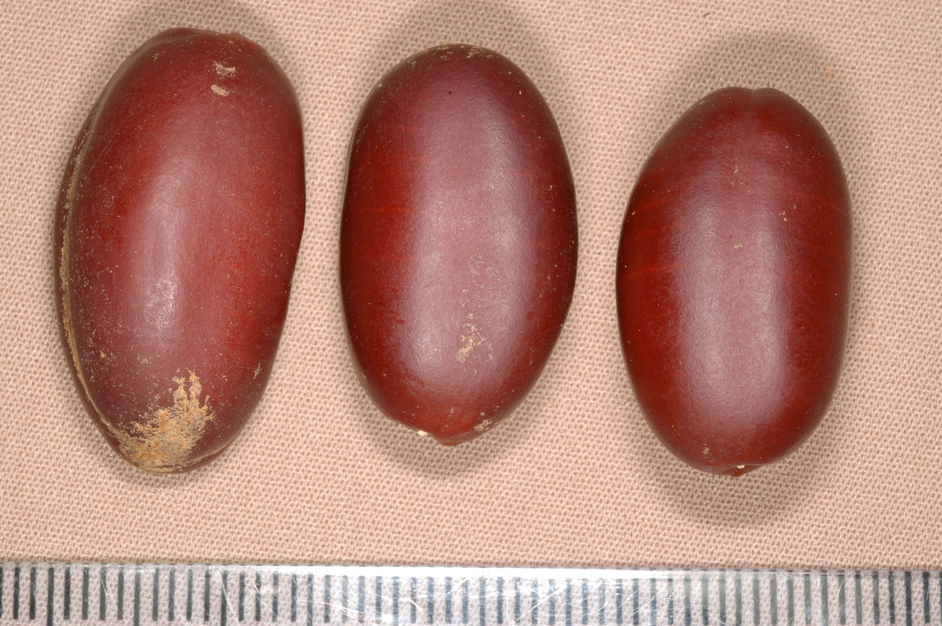 Image of hymenaea