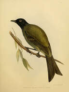 Image of Chatham Bellbird