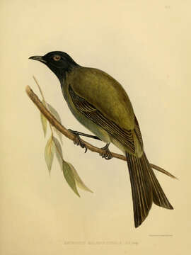 Image of Chatham Bellbird