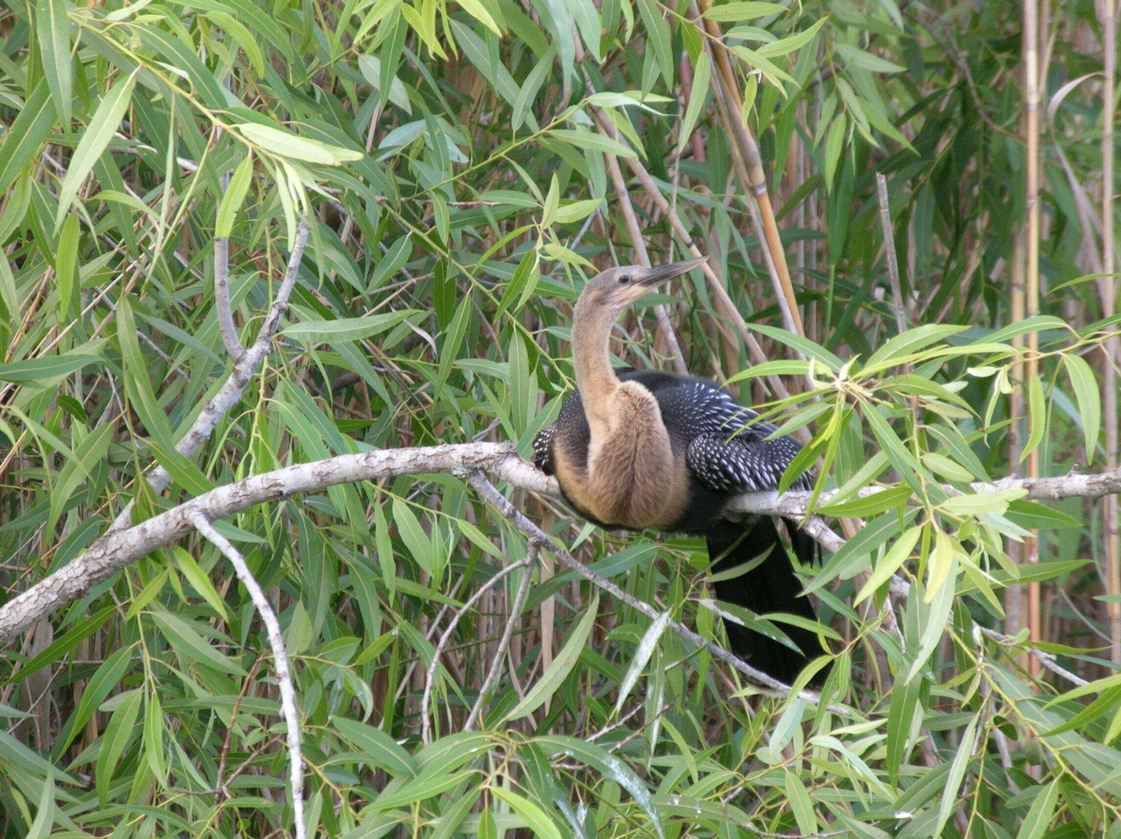 Image de Anhinga d'Amérique